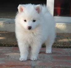 Fluff - Samoyède Mâle (5 mois)