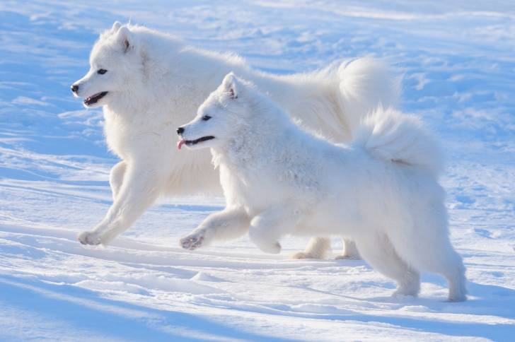 Deux Samoyèdes courent au milieu de la neige
