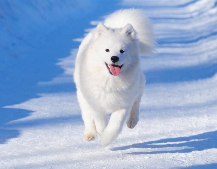 Un Samoyède heureux court dans la neige