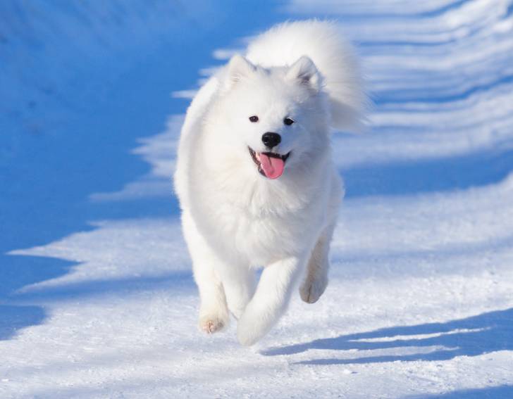 Chien Blanc 30 Belles Races De Chiens Blancs Chien Blanc 30 Belles Races De Chiens Blancs