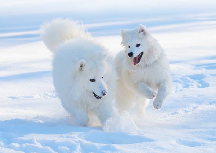 Deux Samoyèdes jouent dans la neige