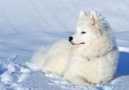 Un Samoyède allongé dans la neige