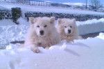Kyra & Yako - Samoyède Femelle (8 ans)