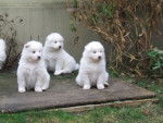 Puppys of Sandy - Samoyède (3 mois)