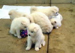 Puppys of Sandy - Samoyède (3 mois)