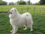 Alto - Samoyède Mâle (5 ans)