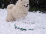 samoyede Vilorik Taiga Des Plaines de Siberie - Samoyède