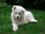 Samoyede - BRISBY - Samoyède
