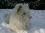Samoyede - BRISBY - Samoyède