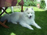 samoyede dobby - Samoyède