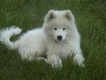 tabouille - Samoyède Femelle (2 mois)