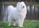 Samoyède blanc en extérieur