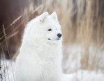 Photo Samoyède