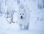 UN Samoyède pendant une promenade en hiver