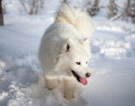 Photo Samoyède