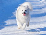 Un Samoyède heureux court dans la neige