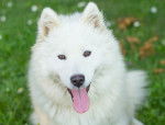 Photo Samoyède