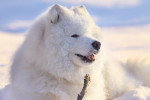 Photo Samoyède