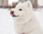 Photo Samoyède