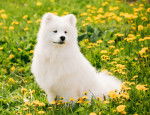 Photo Samoyède