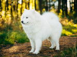 Un Samoyède en position statique pendant une sortie en forêt