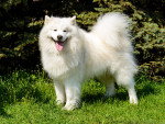 Photo Samoyède