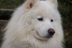 Photo Samoyède
