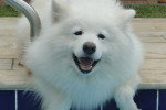 Photo Samoyède