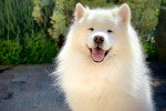 Photo Samoyède