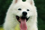 Un Samoyède la langue pendue