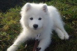 Photo Samoyède