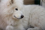 Photo Samoyède