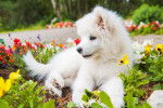 Un chiot Samoyède assis au milieu des fleurs