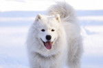 Un Samoyède dans la neige
