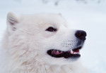 Un Samoyède la gueule ouverte se tient dans la neige