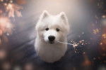 Un jeune Samoyède qui tient une fontaine d'artifice dans la gueule
