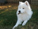 sami - Samoyède Mâle (5 ans)