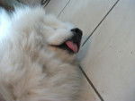 xXxXxX - Samoyède Femelle