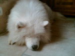 paddy - Samoyède Mâle (Autre)