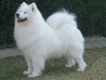 pelusa - Samoyède Femelle (4 ans)