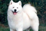 sport - Samoyède Mâle (1 an)