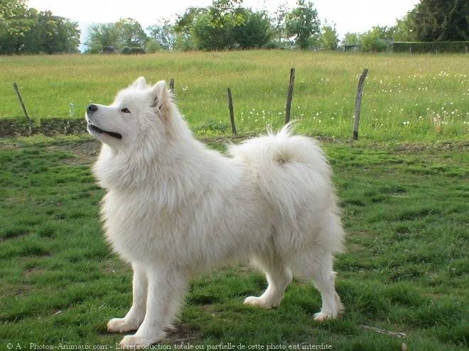 Alto - Samoyède Mâle (5 ans)
