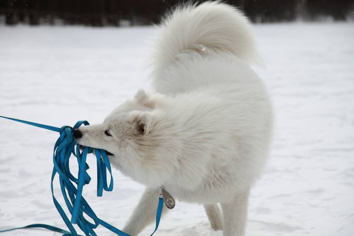 Le Samoyède Race De Chien Au Prix Très Cher