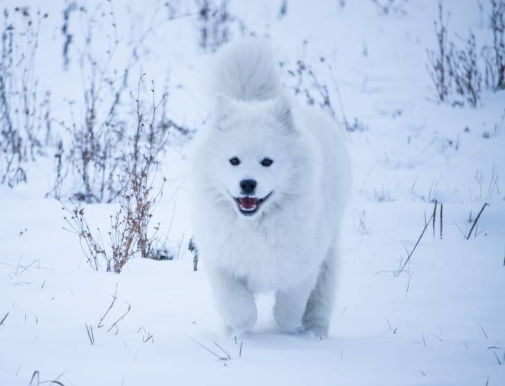 UN Samoyède pendant une promenade en hiver