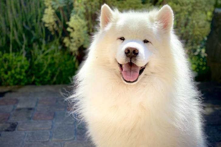 Photo Samoyède