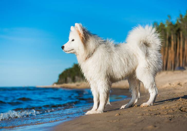 Un Samoyède sur la plage