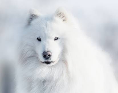 Portrait d'un Samoyède