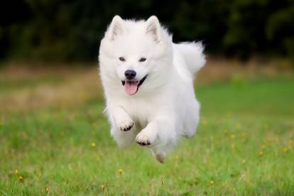 Un Samoyède en train de courir sur l'herbe