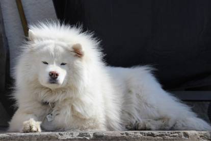 Un grand Samoyède blanc avec les yeux fermés