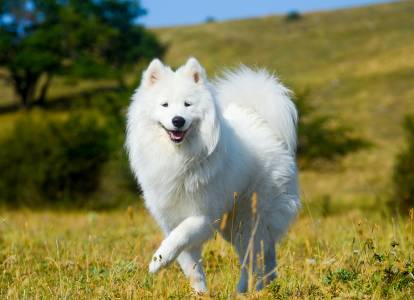 Un magnifique Samoyède heureux marche dans un champ